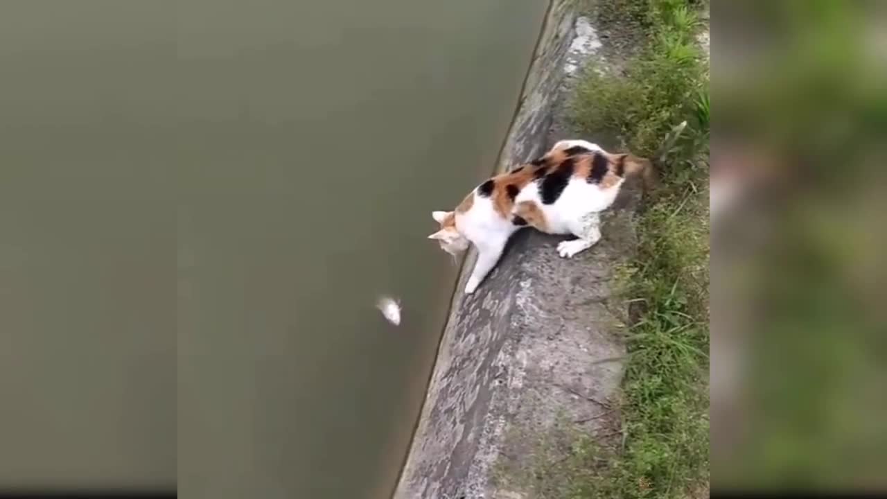 Baby Cats - Cute and Funny Baby Cat Videos Compilation