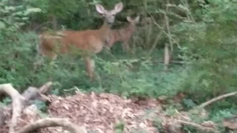 Mama deer with baby