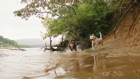 Two dogs are very hilarious