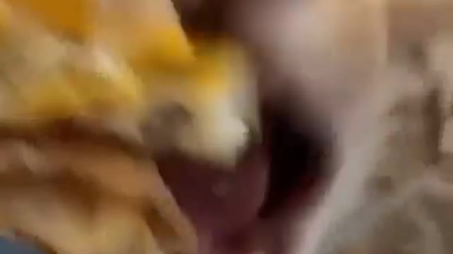 Funny eating cat