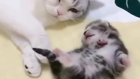 Mother cat hugs baby cat dreaming