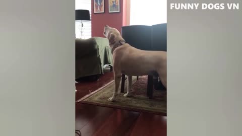 Dogs who can understand music