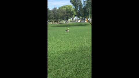 Cassie Chases a Butterfly