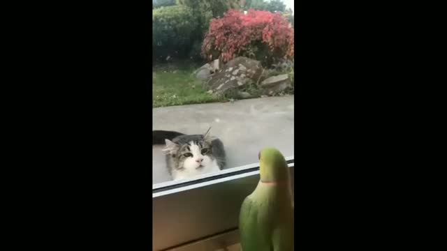 cat and parrot best friend