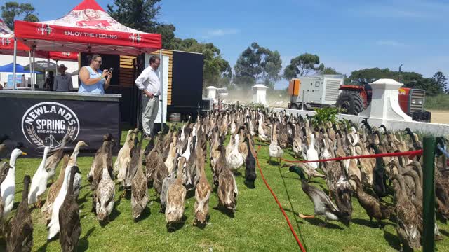 These Running Ducks Hunt Snails For A Chemical-Free Vineyard