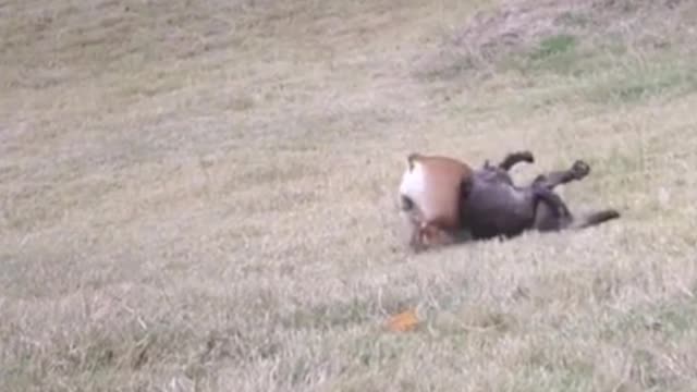 Two French bulldogs play on a slide in the grass