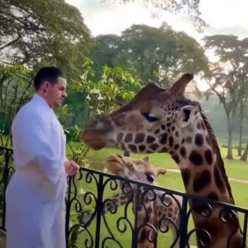 man feeding giraffe and her cub in the backyard of the house