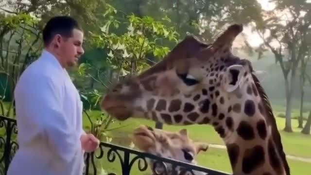 man feeding giraffe and her cub in the backyard of the house