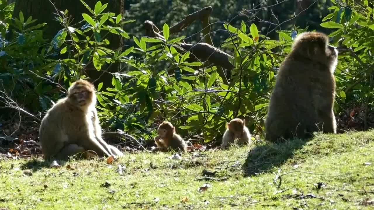 Monkey playing