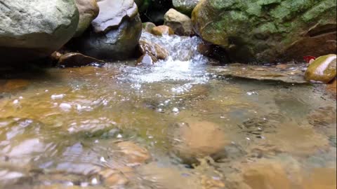 Relaxing The Sound of Flowing Swamp Water