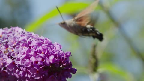 a moth feeding on a flower nectar