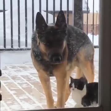 The dog that wants to enter the house and the cat that insists on playing with it