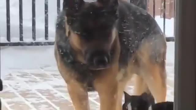 The dog that wants to enter the house and the cat that insists on playing with it