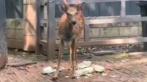 Cautious Sika Deer