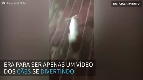 Fantasma é filmado caminhando atrás de cães