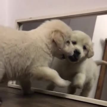 Adorable Golden Retriever Puppy Fights Her Mirror Reflection