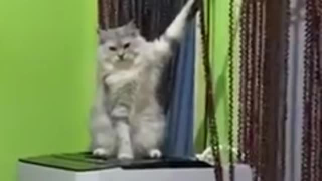 OMG So Cute ♥ Best Funny Cat Videos Part 49