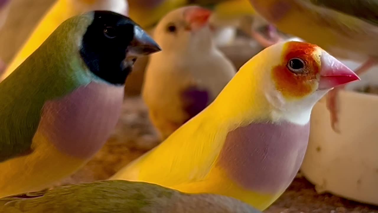 Gouldian Finches