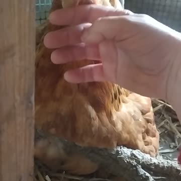 Goldi little babys 🐔🐓🐤💚🐤🤍🐤