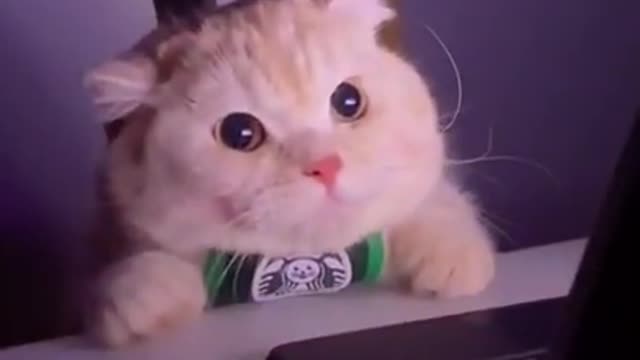 Super cute cat watching on laptop