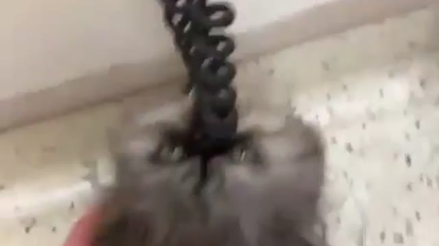 Cat Plays With Phone Cord