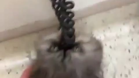 Cat Plays With Phone Cord