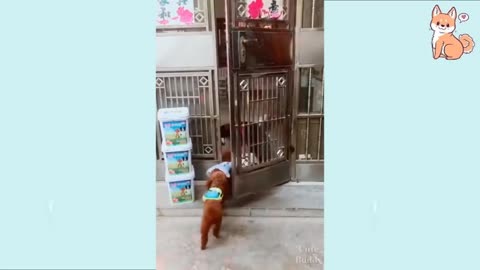 smart dogs