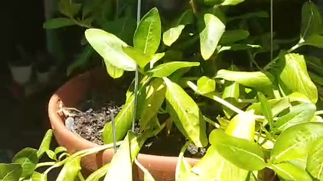 My periwinkle garden