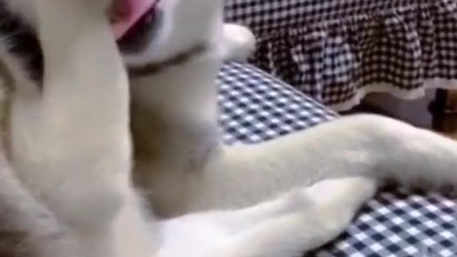 Dog plays with its own foot