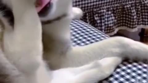 Dog plays with its own foot