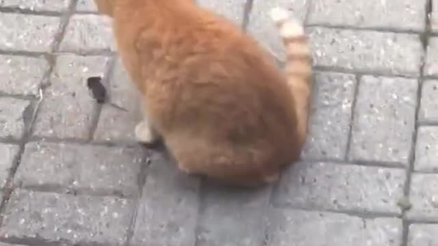 Gentle Cat Plays With Mouse