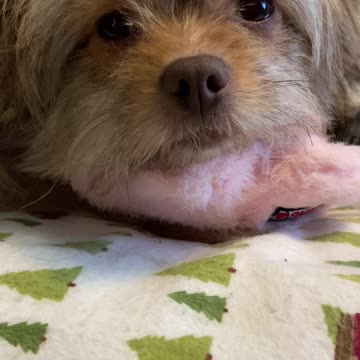 Cute Penny sleeping on her toy