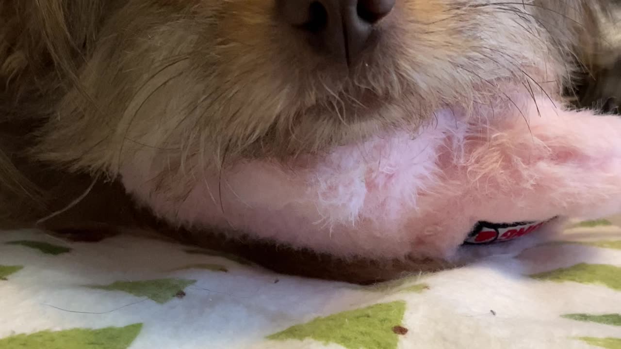 Cute Penny sleeping on her toy