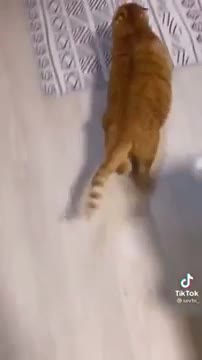 Fanny cat video