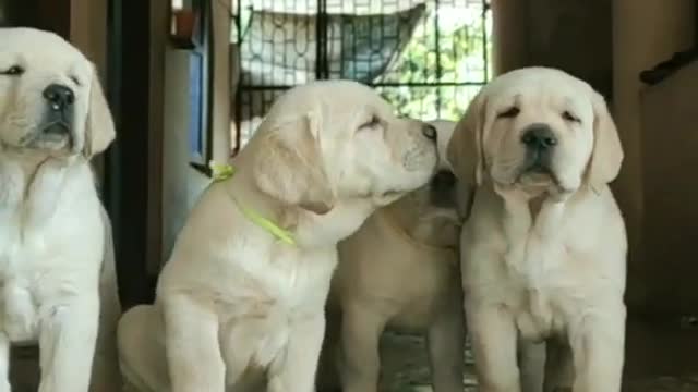 45 days old Labrador puppies