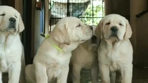 45 days old Labrador puppies