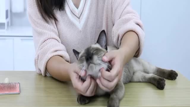 Cute cat enjoy | Funny animals