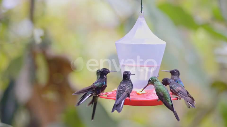 Many hunningbirds flying around and drinking water on a bird