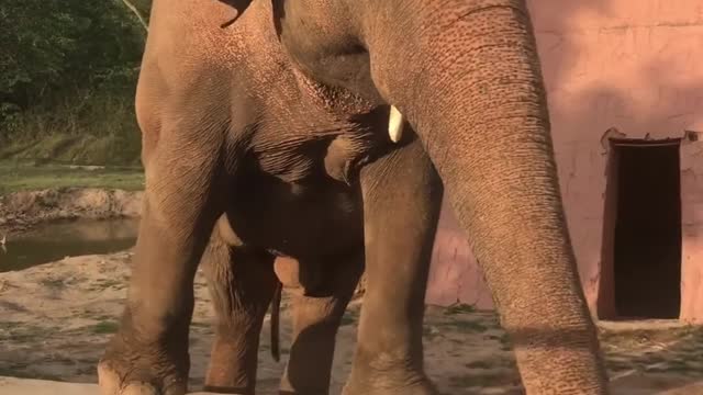 Elephant short video viral