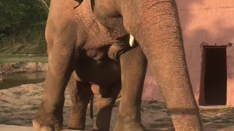 Elephant short video viral