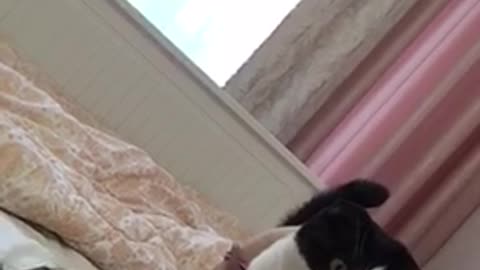 The cat is happy!
