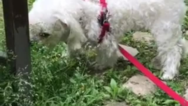 The puppy is smelling grass while taking a walk.