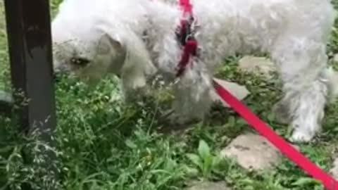 The puppy is smelling grass while taking a walk.