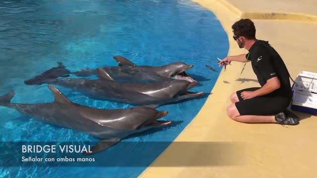 When dolphins sync with their trainer