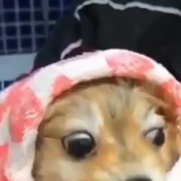 _Kittens and Puppies sketches 2021