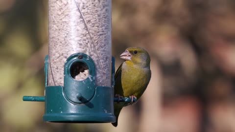 Beautiful bird eats and sings