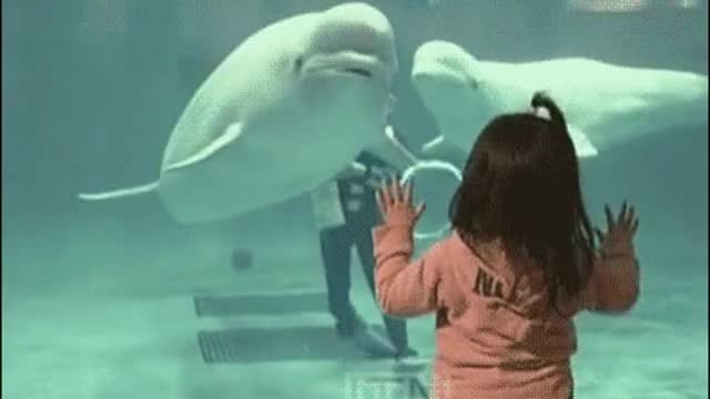 Do you know Beluga dolphins?