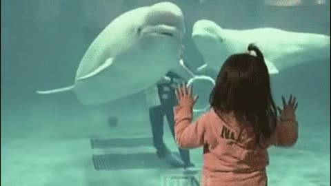 Do you know Beluga dolphins?