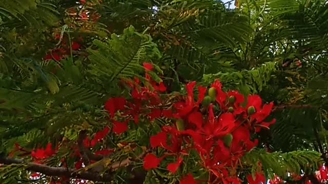 A CROW CAWING ATOP A FLAMBOYANT TREE OF GORGEOUS ORANGISH-RED FLOWERS