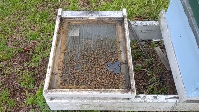 Found a swarm